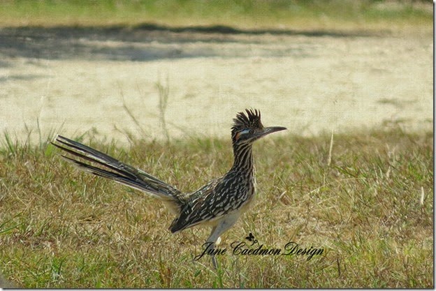 Roadrunner Roadrunner