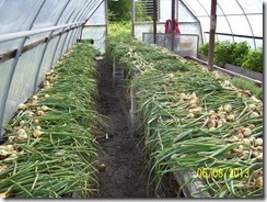 Onions curing