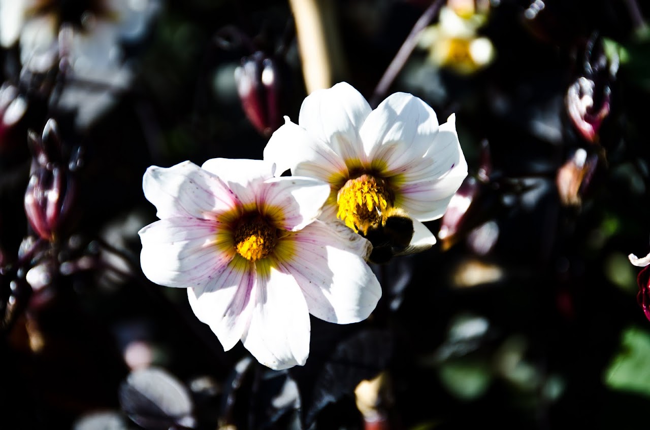 Flowers at the Eden Project