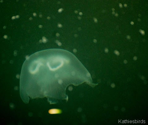 3. jellyfish-kab