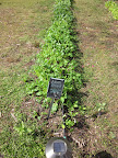 Students are introduced to many new flavors and textures as different crops come in throughout the year.