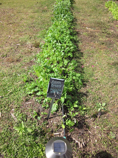 Students are introduced to many new flavors and textures as different crops come in throughout the year.