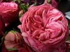 I love roses like this, when the petals are crazy inside a ring of contained ones.
