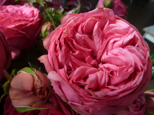 I love roses like this, when the petals are crazy inside a ring of contained ones.