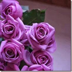 Rosas moradas