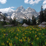 TetonFlowers.jpg