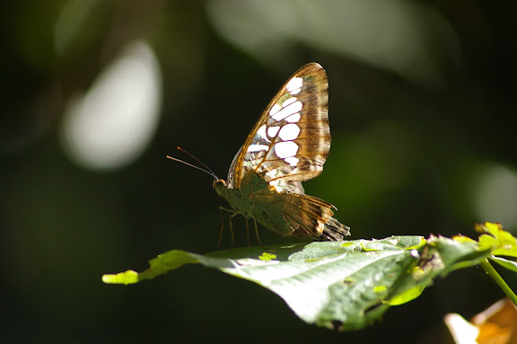Parthenos sylvia borneensis STAUDINGER, 1889. Lot n°2, Sukau (Sabah), 15 août 2011. Photo : J.-M. Gayman