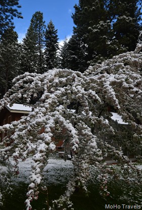 drooping crabapples in the late spring snow