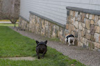 Come on, Francesca! Let's go and see what's going on in the shade garden. Come on, Francesca! Let's go and see what's going on in the shade garden.
