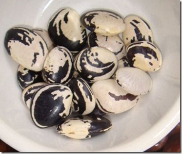 feijão fava rajado preto cozido