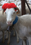 Transhumance à Montpeyroux