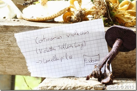 Dunkelvioletter Schleierling Cortinarius violaceus