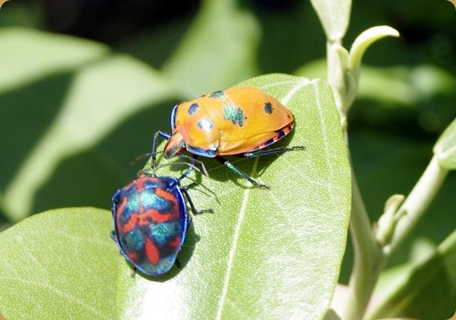 Beautifully coloured bugs