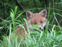 IMG_3743 IMG_3743
