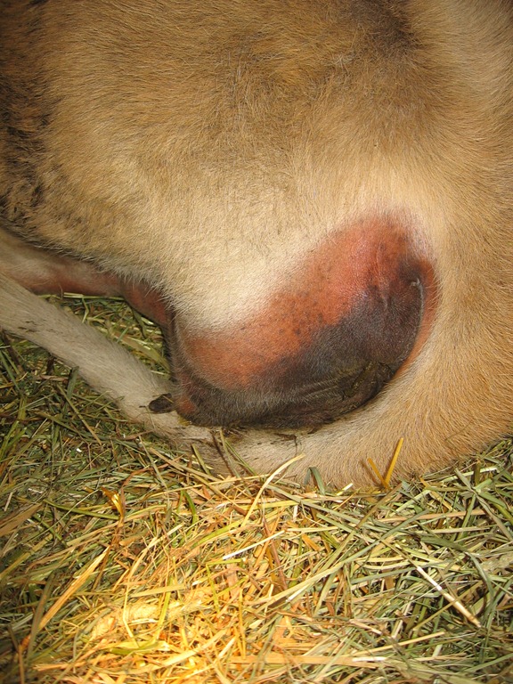 [cow%2520progress%2520050%255B5%255D.jpg]