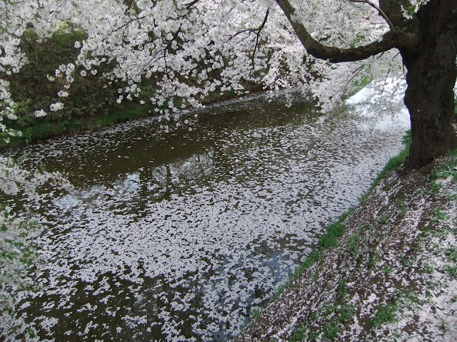 お堀に桜の花びらが落ちて風流