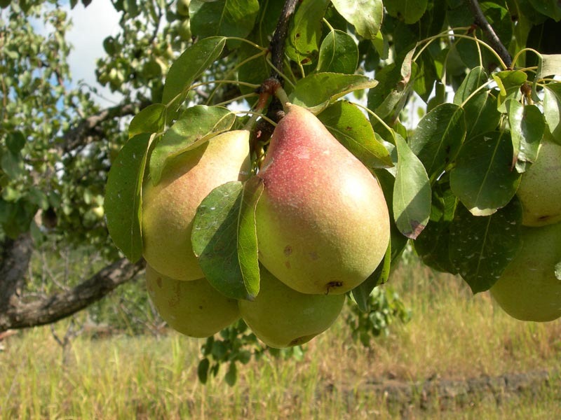 [Pere.butirra-800%255B4%255D.jpg]