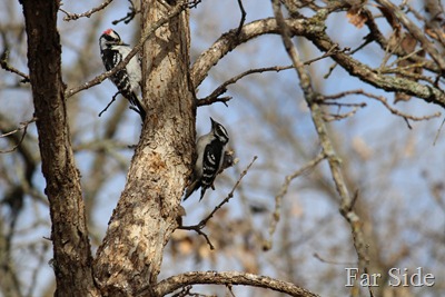 Pair of Downy Woodpeckers