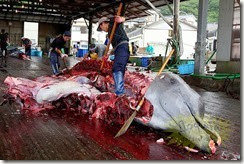 japon-chasse-baleine2 japon-chasse-baleine2