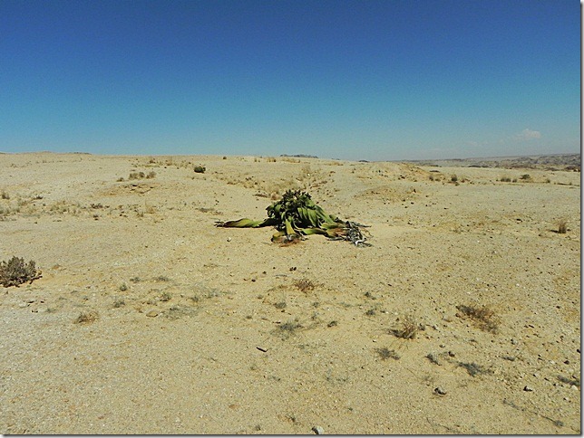 Welwitschia_DSCN6442