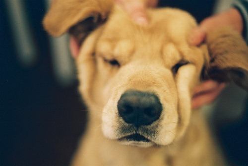 cachorrofofo cachorrofofo
