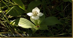 Bunchberry