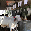 superleite2011_dia1407_07.JPG