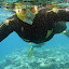 Snorkeling the Great Barrier Reef - Oak Beach, Australia
