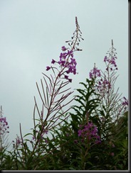 West Wales 395