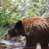 Mamãe urso - Maligne River -  Jasper - Alberta, Canadá