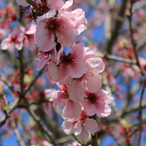 Spring_03.jpg