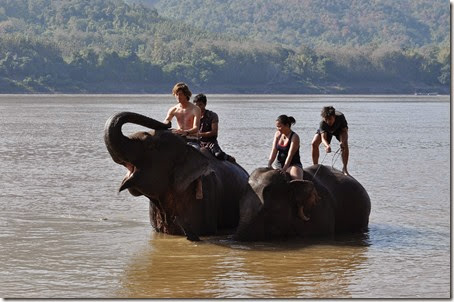 Laos Luang Prabang Elephant camp 140201_0157