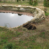 Tough life as a bear... I *think* this is the only non-brown bear at the sanctuary.