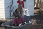 Because next, Chhiring and his crew are going to spread composted mulch over the tops of the garden beds.