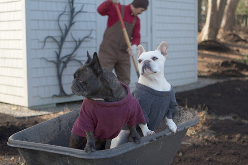 Because next, Chhiring and his crew are going to spread composted mulch over the tops of the garden beds.