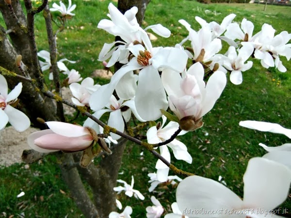 [magnolia%255B3%255D.jpg]