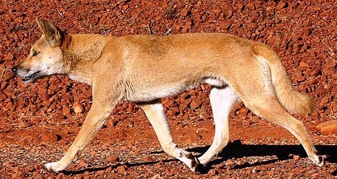 [Dingo_walking%255B5%255D.jpg]