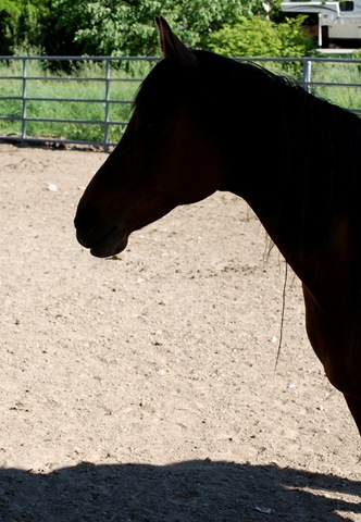[horses2011342.jpg]