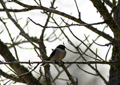 Loggerhead Shrike Waller TX 2