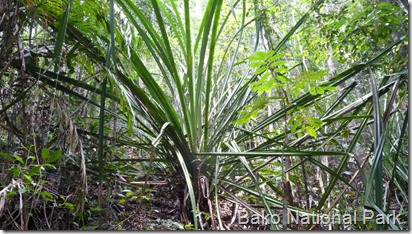 Bako National Park, Sarawak, Borneo