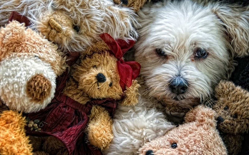 [dog-amongst-surrounded-by-teddy-bears-800x500%255B5%255D.jpg]