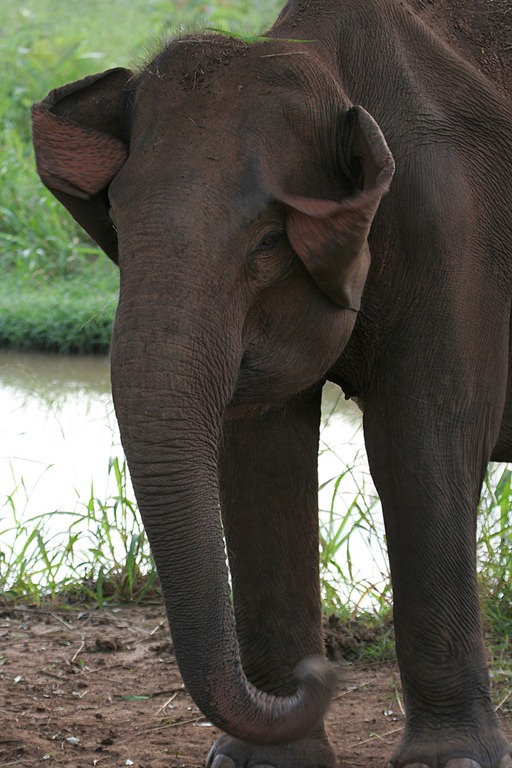 [elephant%2520ad%255B8%255D.jpg]