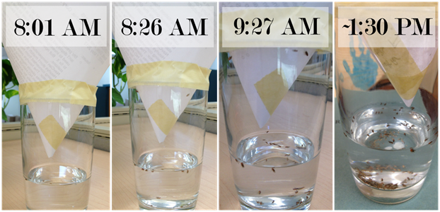 Fruit Fly Trap - time lapse