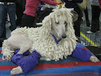 Standard Poodle