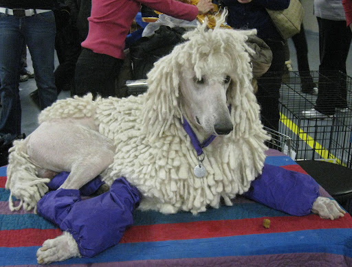 Standard Poodle