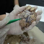 brain_dissect14.jpg brain_dissect14.jpg