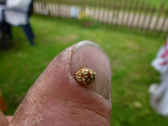 Spotting Image 1