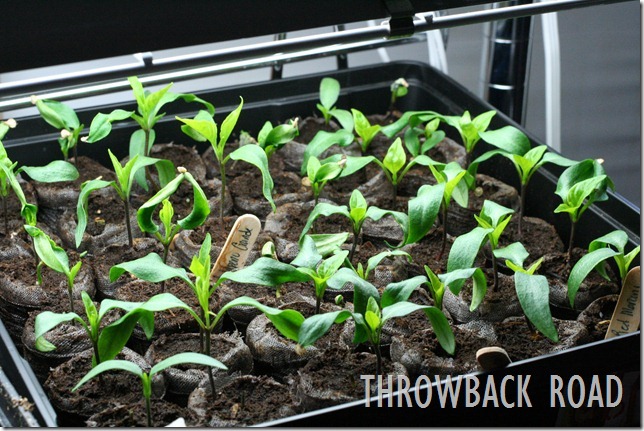 transplanting seedlings 040