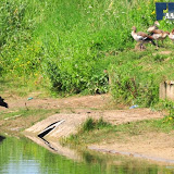 natuur 019.jpg