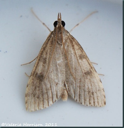 Udea prunalis Udea prunalis